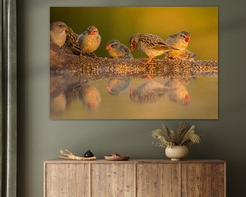 Vogeltjes in het warme ochtendlicht van Anja Brouwer Fotografie