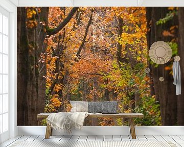 Autumn Oisterwijkse Bossen by Ronne Vinkx