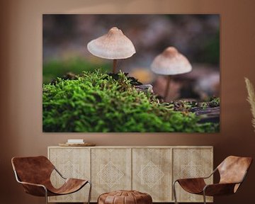 Mushrooms Oisterwijk by Ronne Vinkx