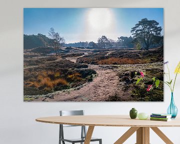 Pad naar de zon - Heide en bos van de Utrechtse Heuvelrug van John Ozguc