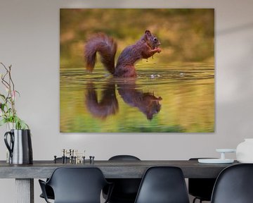 The squirrel, dining in the lake.