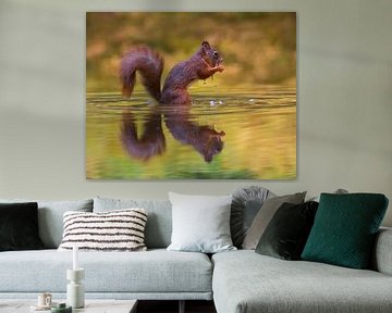 The squirrel, dining in the lake.