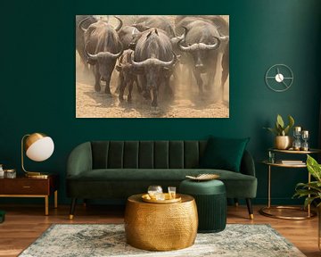 Kudde buffels ruikt het water van Anja Brouwer Fotografie
