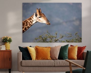 Giraffe bei Akazie von Anja Brouwer Fotografie