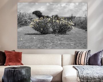 colorkey - Photoshop magariten blumen auf einem Weg  - Schwarz weiß mit gelben Blüten von Fotos by Jan Wehnert
