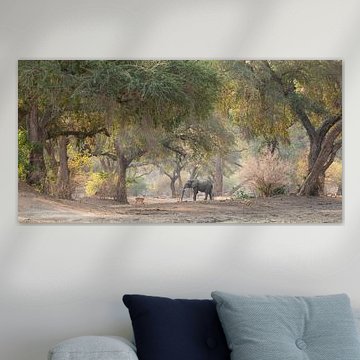 Olfant im magischen Märchenwald von Anja Brouwer Fotografie