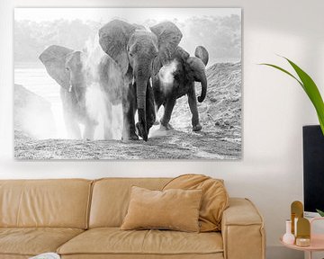 Les éléphants prennent un bain de poussière