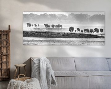 Kudde olifanten op weg naar de rivier van Anja Brouwer Fotografie