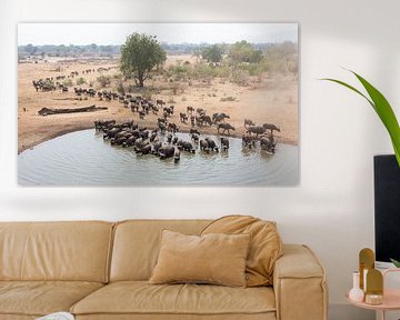 Grote kudde drinkende buffels van Anja Brouwer Fotografie