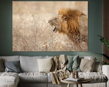 Grommende leeuw van Anja Brouwer Fotografie