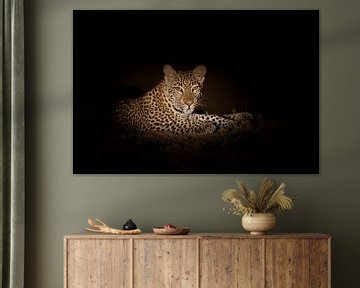 Leopard in the night by Anja Brouwer Fotografie