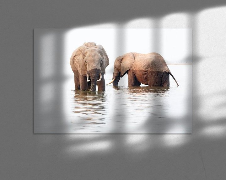 Sfeerimpressie: Olifanten eten en drinken in het water van Anja Brouwer Fotografie