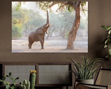 Elefant im stimmungsvollen, magischen Wald von Anja Brouwer Fotografie