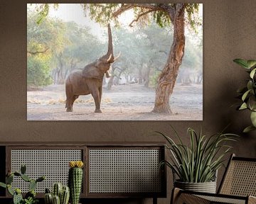 Olifant in sfeervol, magisch bos van Anja Brouwer Fotografie