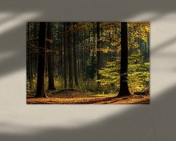 Herbstliche Farben im Speulerwald von Ilya Korzelius