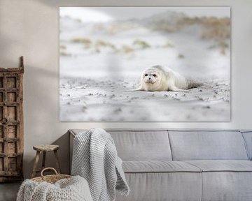 Zeehondje op het strand van Anja Brouwer Fotografie