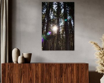 Zonnestralen en dennenbomen van Ginkgo Fotografie