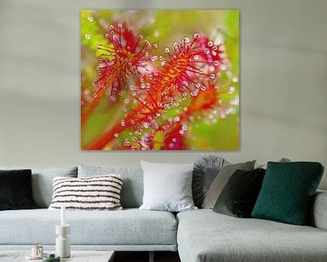 Red Solar Dew (Sundew with drops) by Caroline Lichthart