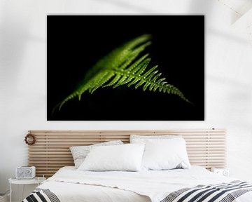 A fern in the dark forest by Danny Budts