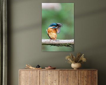 IJsvogel (Alcedo atthis) van Dirk Rüter