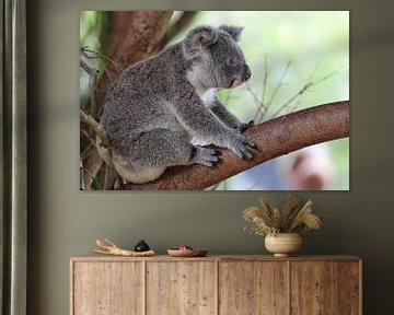Koala (Phascolarctos cinereus) van Dirk Rüter