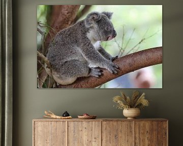 Koala (Phascolarctos cinereus) by Dirk Rüter