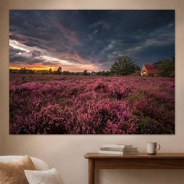 Bloeiende heide op het Buursezand