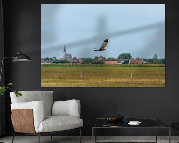Texel - Fly-by Buizerd  langs Den Hoorn 01