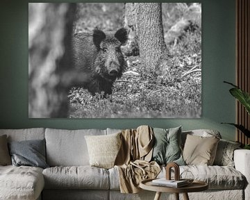Wild varken in B&W van Kelly Kutterik Photography