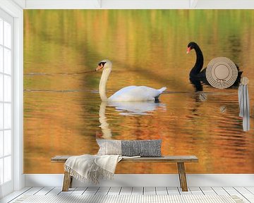 Zwarte en witte zwaan. Zen, rust van Bobsphotography