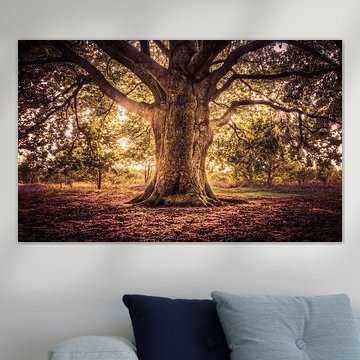 Arbre de vie sur Michiel Buijse