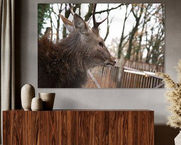 Hirsch von larissa lok