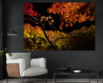 Japanische Ahornblätter im Herbst