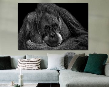 Orang Utan