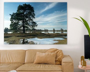 Beautiful tree reflected in the water of Aekerzand by Norbert Versteeg