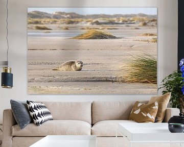 Zeehondje ligt te zonnen op het strand van Anja Brouwer Fotografie