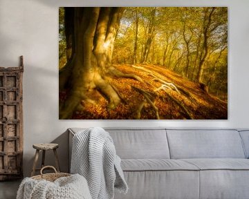 Old Beech tree with roots in a forest during autumn by Sjoerd van der Wal Photography