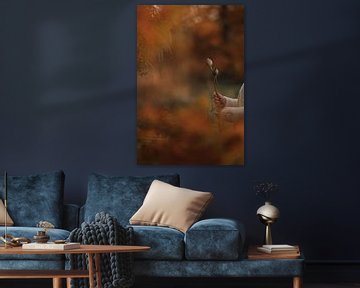 Dried branches of poppy bulbs in autumn atmosphere (1) by Mayra Fotografie