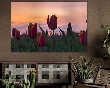 Tulipes avec un soleil couchant
