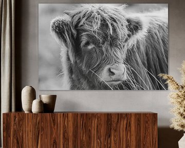 Scottish Highlander cow by Dirk van Egmond