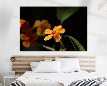 Orangefarbene Blumen im Sonnenlicht von Pim van der Horst