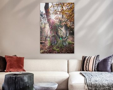 Sunbeams on the old beech tree by Jürgen Schmittdiel Photography