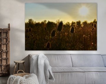 Zonsondergang in het veld van Alia Maximus