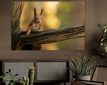 Squirrel by Ruben Van Dijk