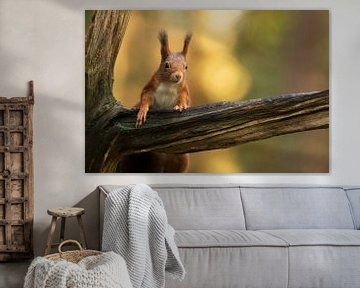 Eichhörnchen von Ruben Van Dijk