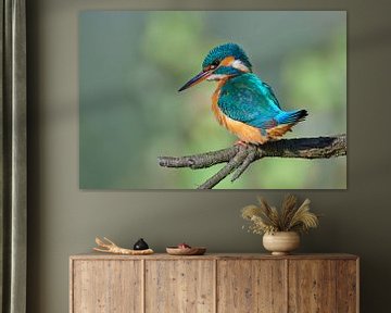 Kingfisher by Kingfisher.photo - Corné van Oosterhout