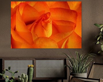 Oranje roos van Pim van der Horst