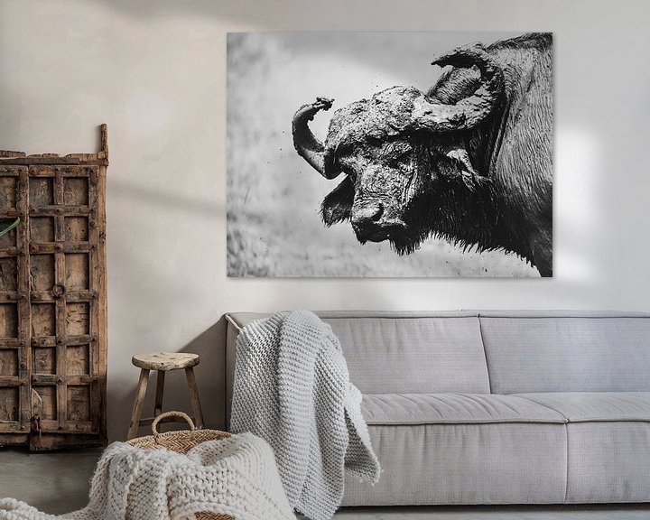 Sfeerimpressie: Stoere buffel van Sharing Wildlife