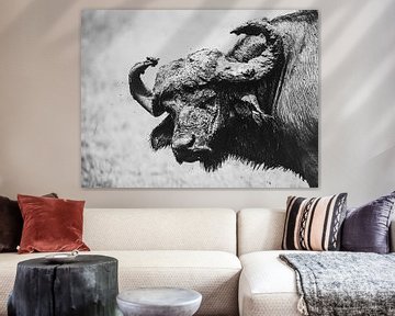 Stoere buffel van Sharing Wildlife