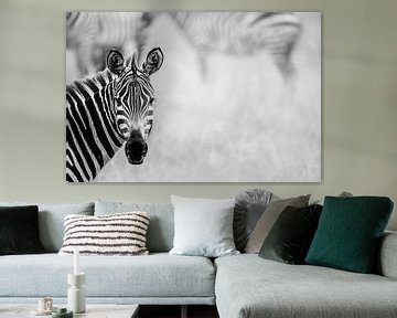 De blik van de zebra van Sharing Wildlife